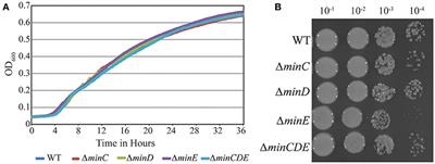 Absence of the Min System Does Not Cause Major Cell Division Defects in Agrobacterium tumefaciens